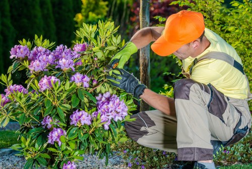 Tree surgeons pricing discussion for a residential garden in Neasden
