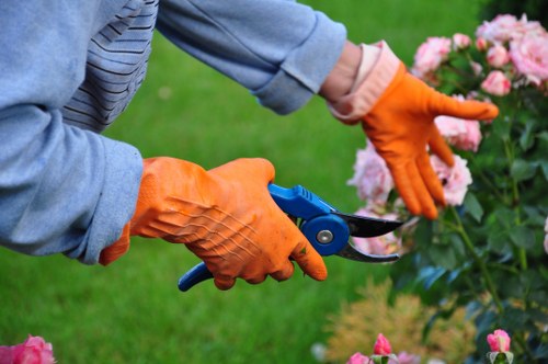 Careful crown lifting work on a tree beside a residential property in Neasden